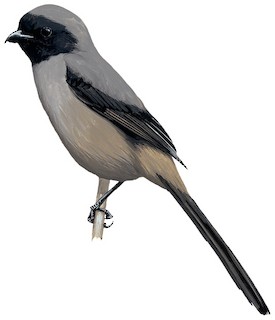 Long-tailed Shrike - Lanius schach - Birds of the World