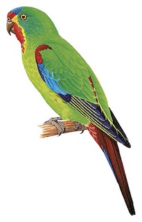 Swift Parrot