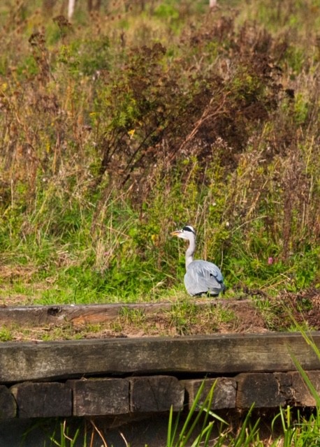 Gray Heron - ML151432751