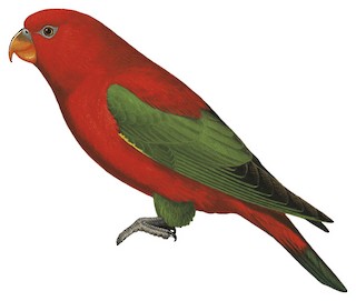 Chattering Lory - Lorius garrulus - Birds of the World