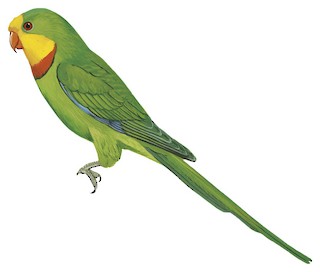 Superb Parrot