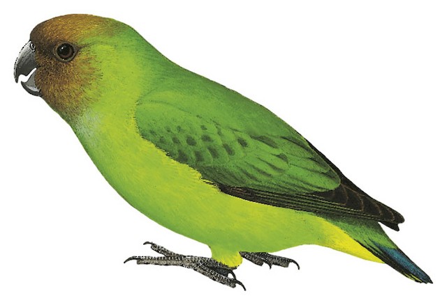 スモーキーヴォーゲル Yellow-capped Pygmy-Parrot - Micropsitta keiensis - Birds of the World