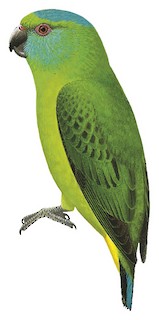 Finsch's Pygmy-Parrot - Micropsitta finschii - Birds of the World
