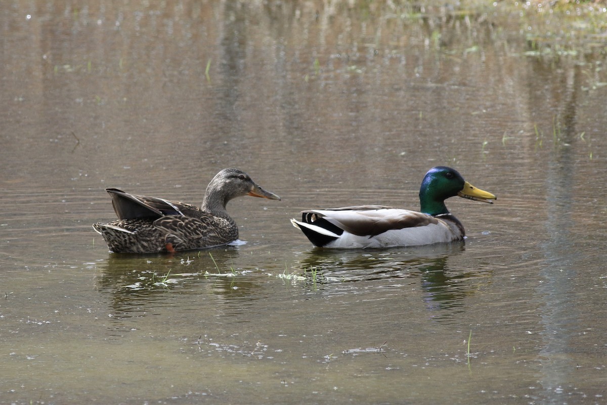 Mallard - Margaret Viens