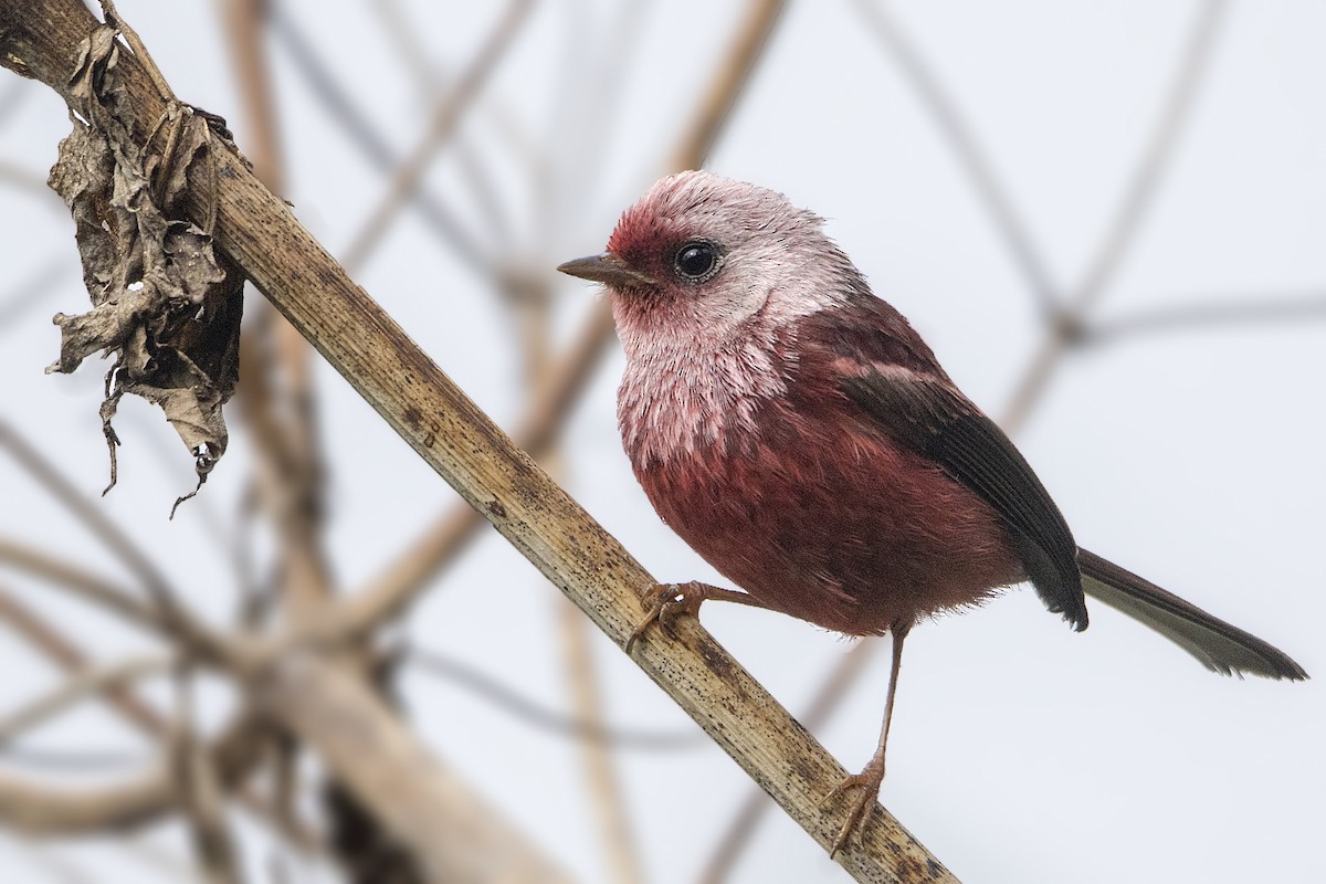 Pink-headed Warbler - ML151438311