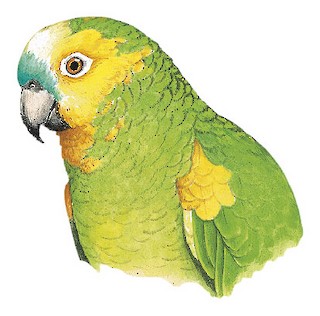 turquoise-fronted-amazon-amazona-aestiva-birds-of-the-world