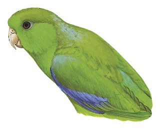 Green-rumped Parrotlet - Forpus passerinus - Birds of the World