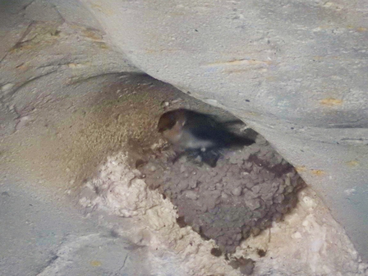 Cave Swallow - ML151439541