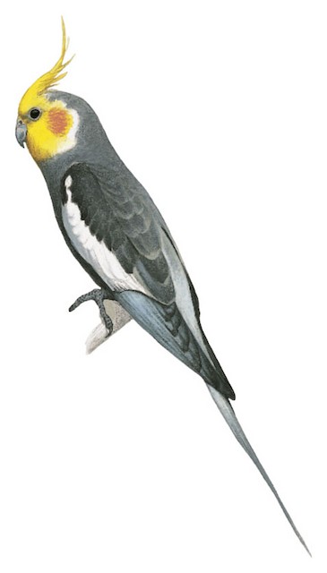 Cockatiel - Nymphicus hollandicus - Birds of the World