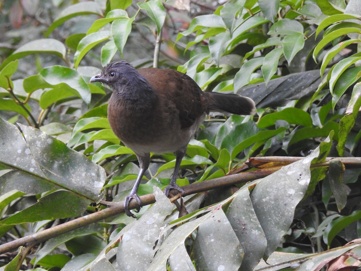 Gray-headed Chachalaca - ML151445181