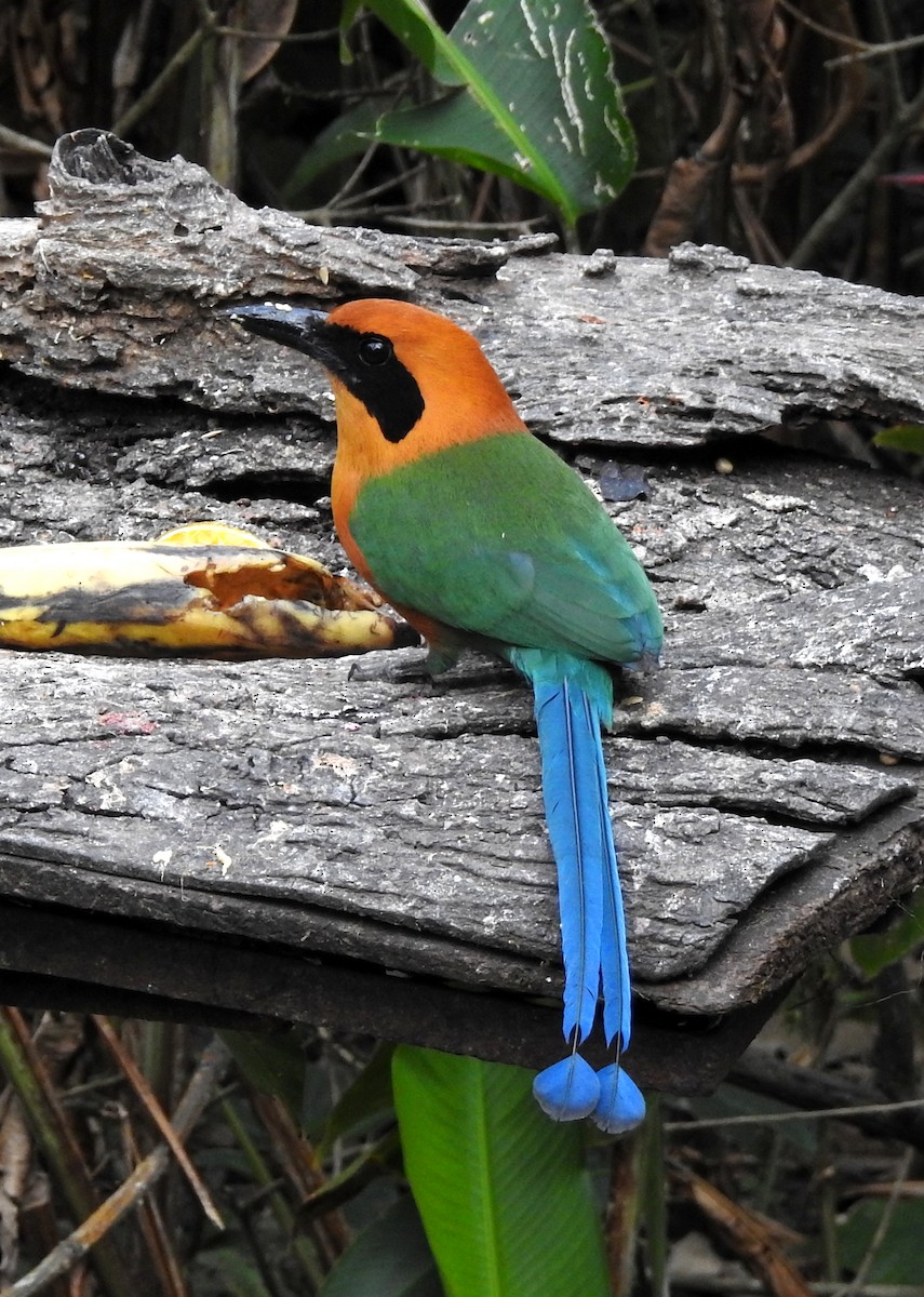 Rufous Motmot - ML151445961