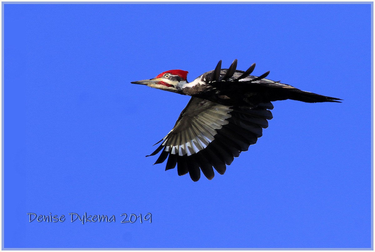 Pileated Woodpecker - Denise Dykema