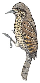 Eurasian Wryneck - Jynx torquilla - Birds of the World