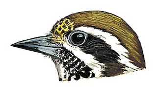 Speckled Piculet - Picumnus innominatus - Birds of the World