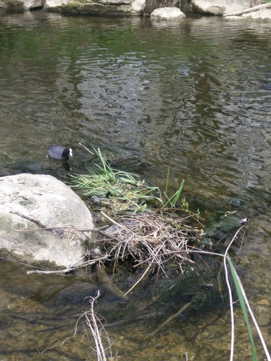 Eurasian Coot - ML151448491