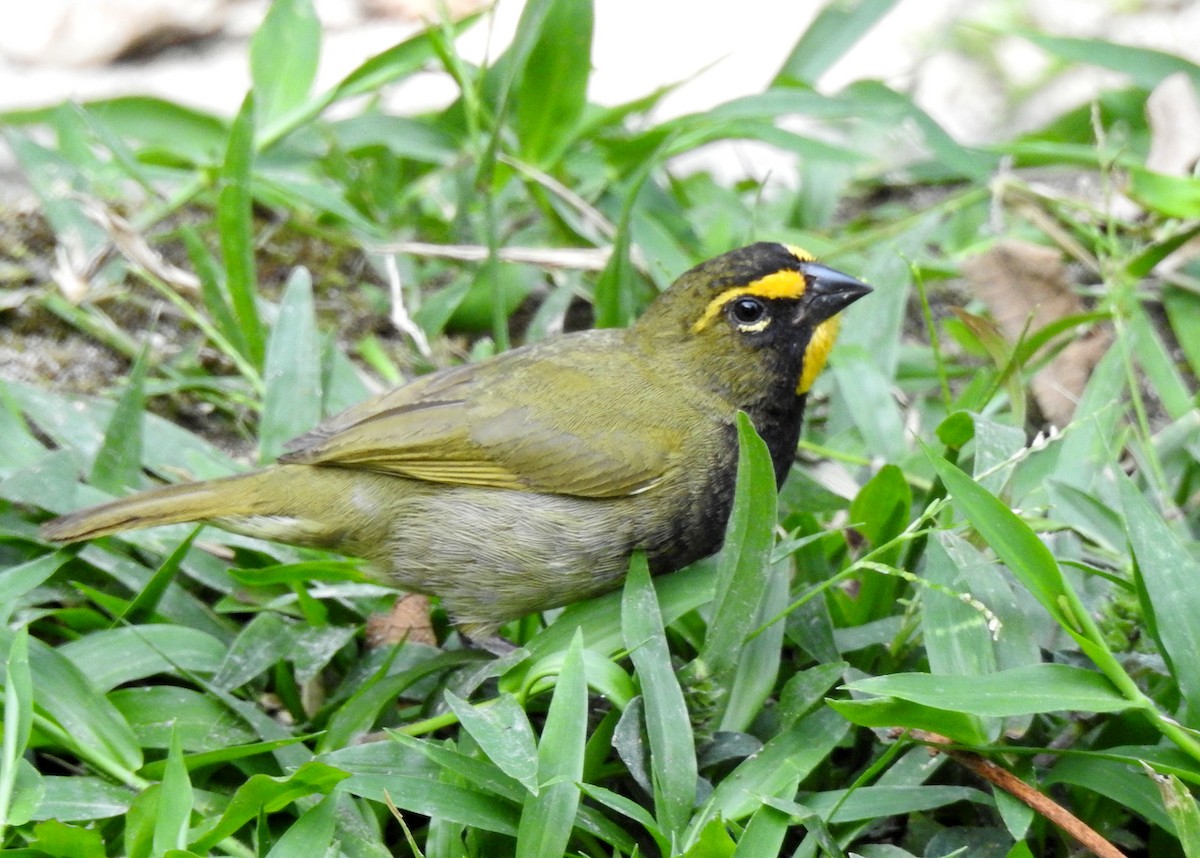 Yellow-faced Grassquit - ML151448791