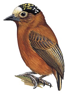 Chestnut Piculet - Picumnus cinnamomeus - Birds of the World