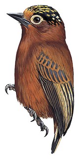 Chestnut Piculet - Picumnus cinnamomeus - Birds of the World