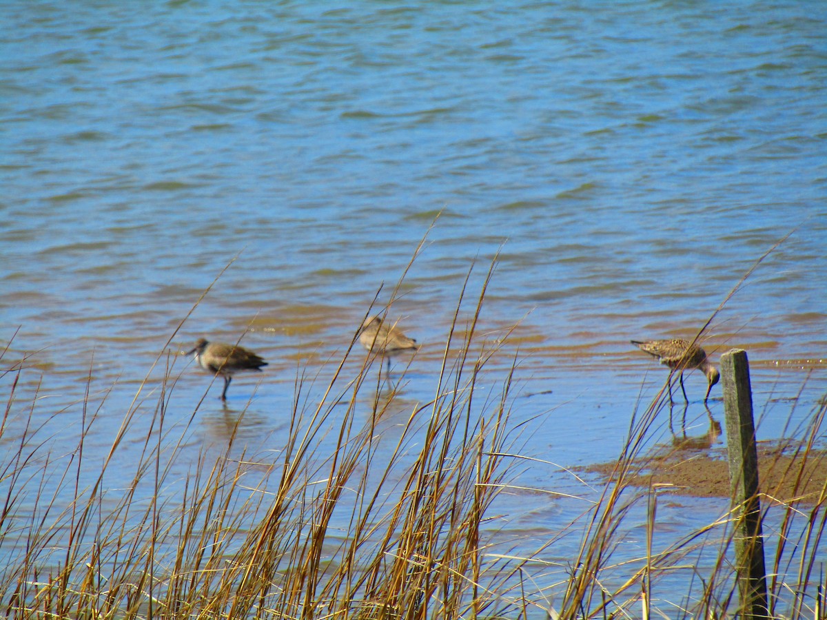 Hudsonian Godwit - ML151451401