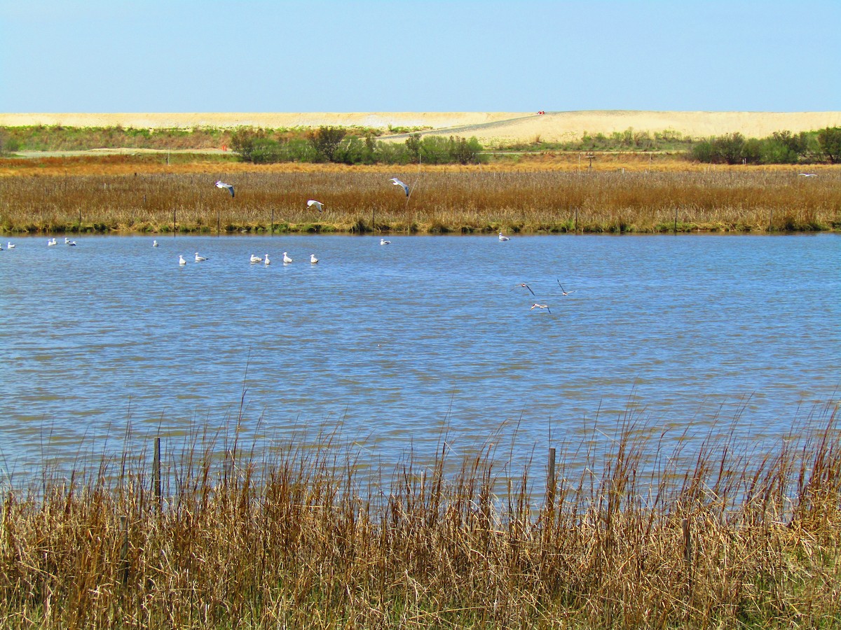 Hudsonian Godwit - ML151451631