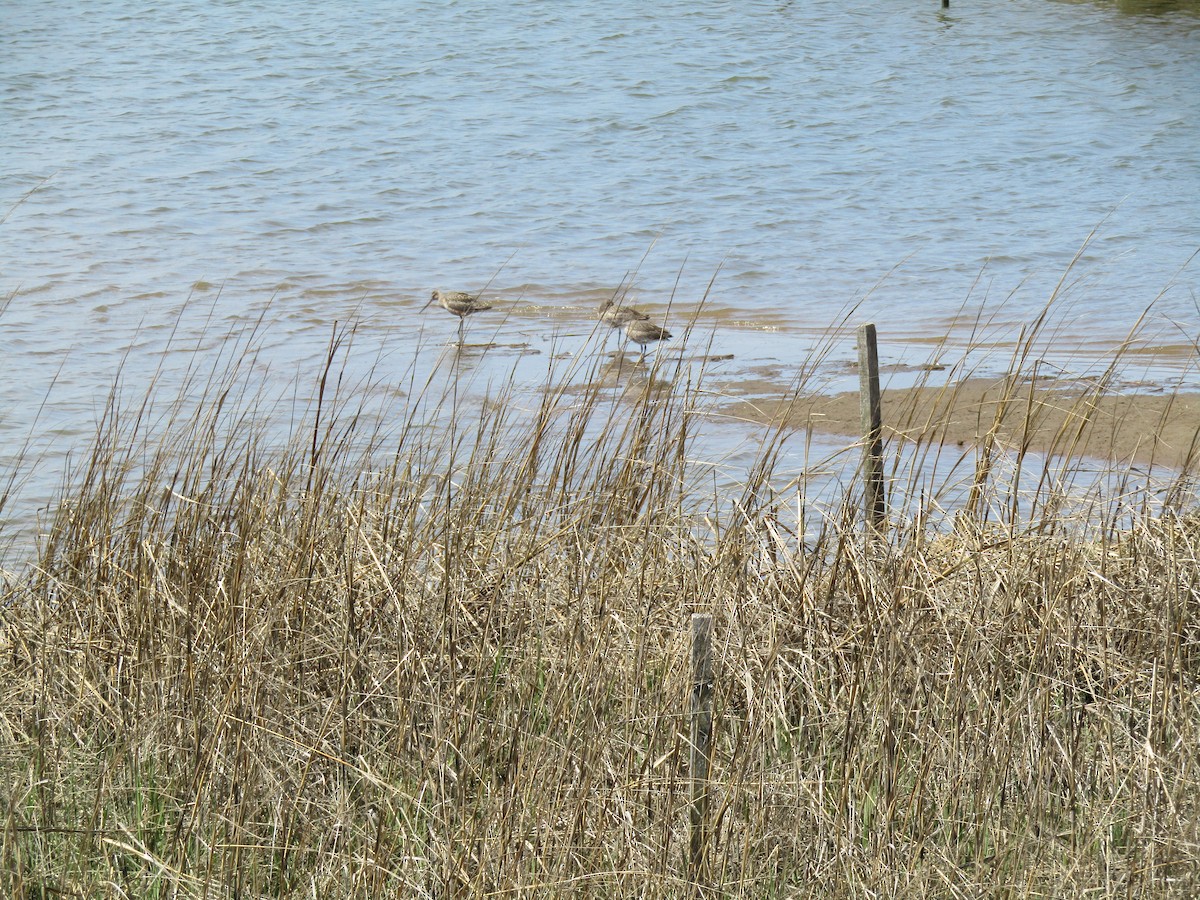 Hudsonian Godwit - Kristina Motley