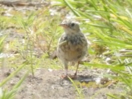 Sprague's Pipit - ML151452371