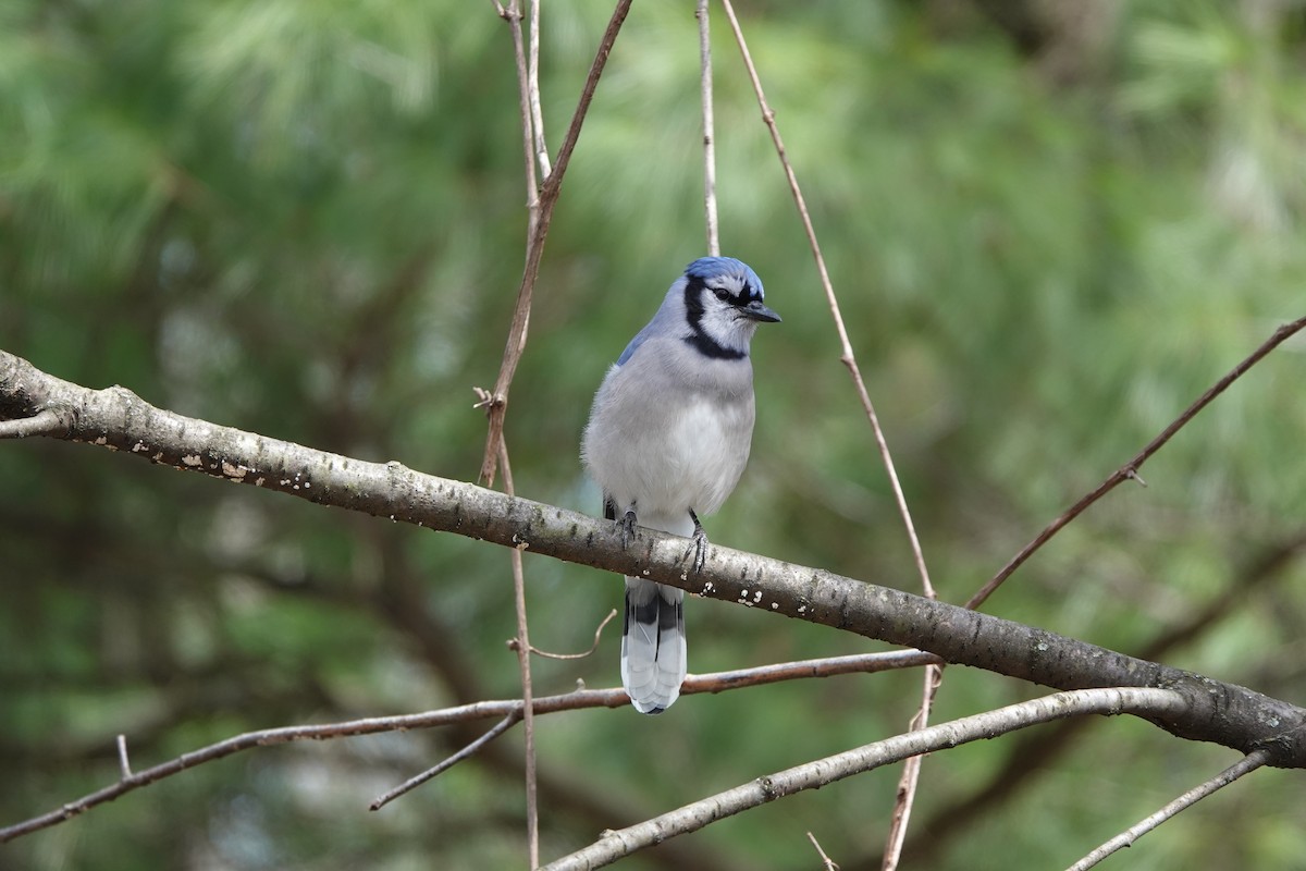 Blue Jay - ML151452601