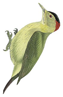 Elliot's Woodpecker - Dendropicos elliotii - Birds of the World