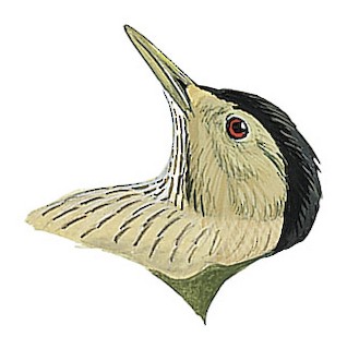 Elliot's Woodpecker - Dendropicos elliotii - Birds of the World