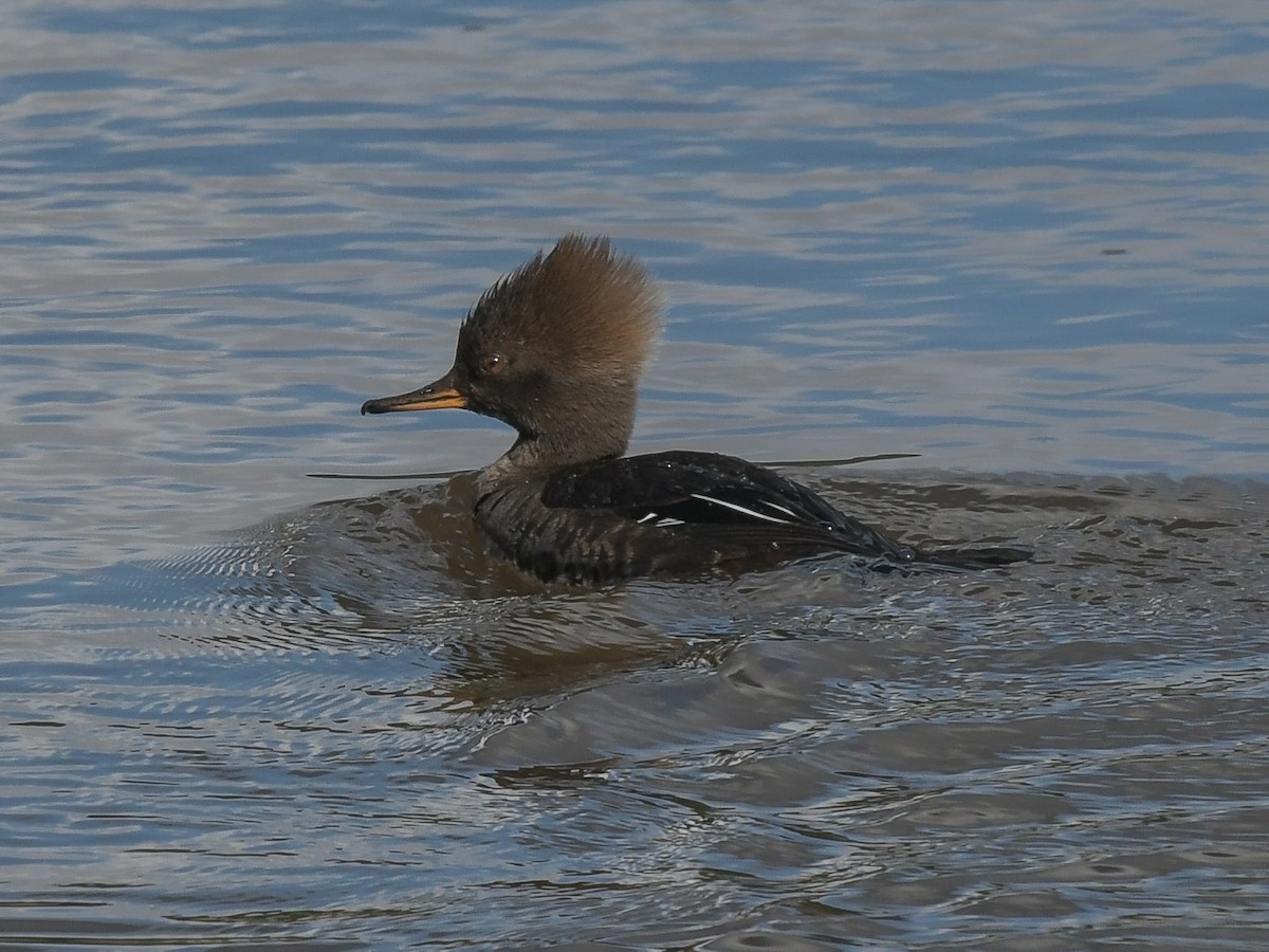 Hooded Merganser - ML151453141