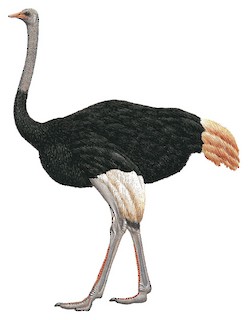 Common Ostrich - Struthio camelus - Birds of the World