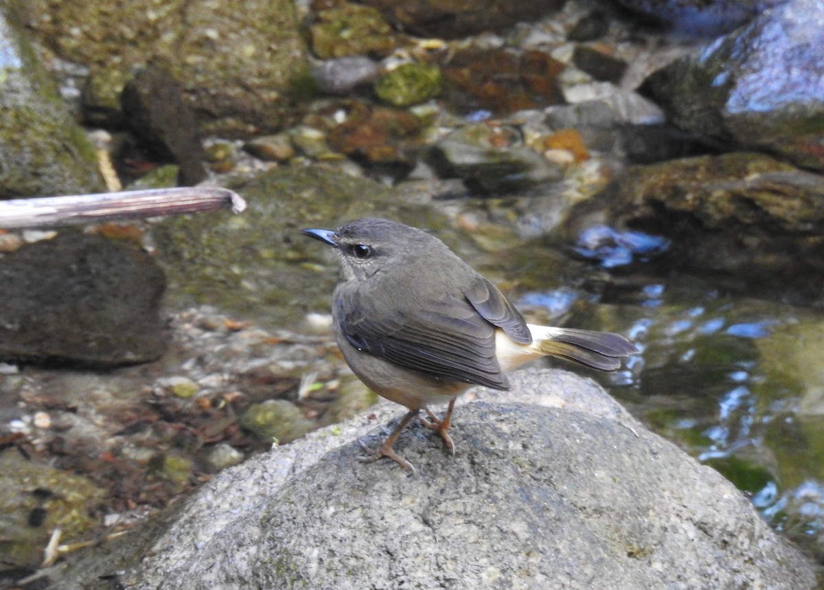 Buff-rumped Warbler - ML151455601