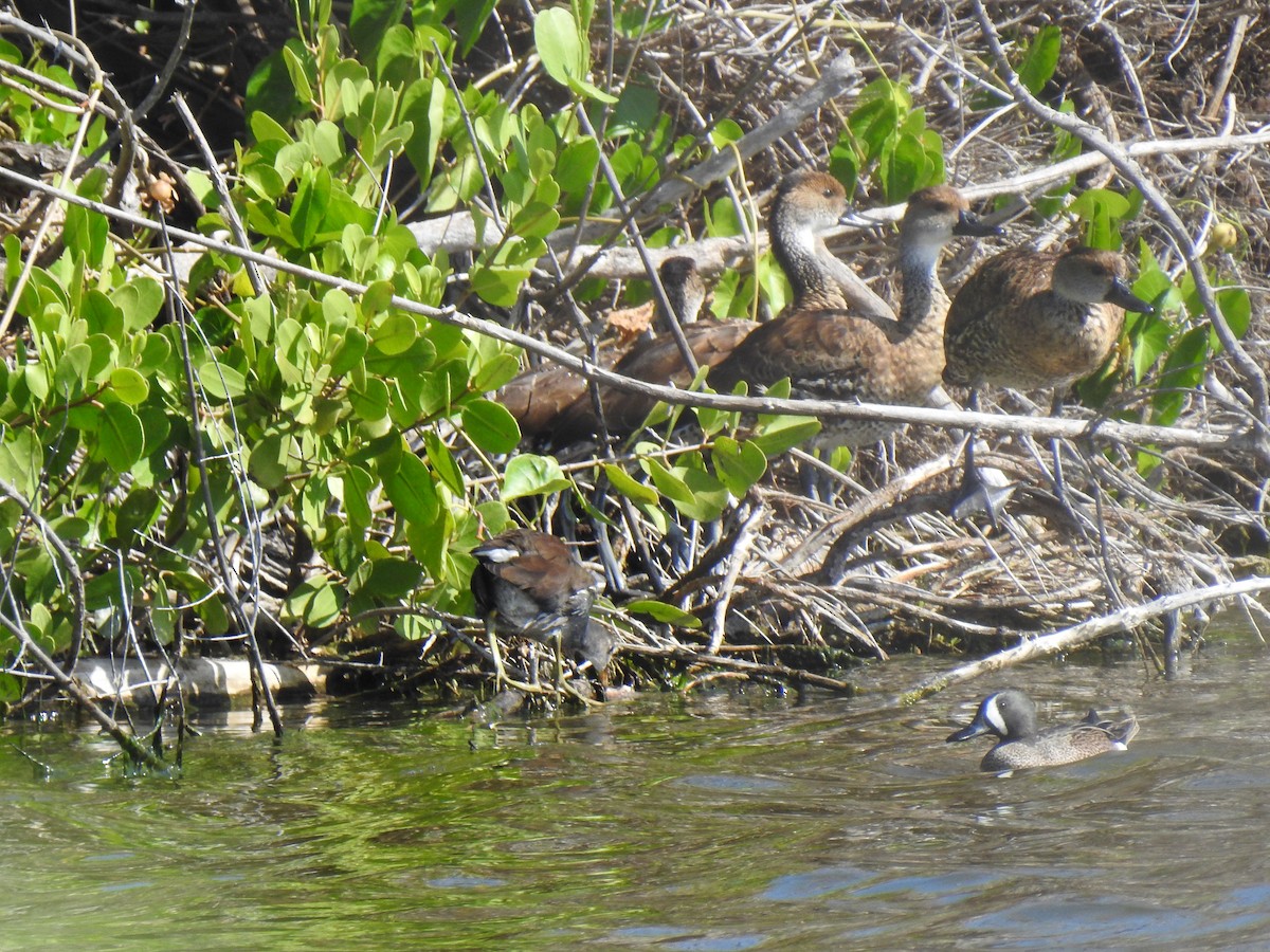 West Indian Whistling-Duck - Álvaro de las Heras