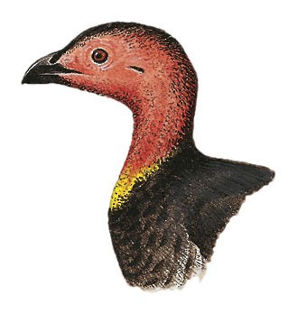 Australian Brushturkey - Alectura lathami - Birds of the World
