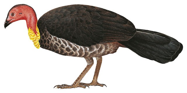 Australian Brushturkey - Alectura lathami - Birds of the World