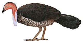 Australian Brushturkey - Alectura lathami - Birds of the World