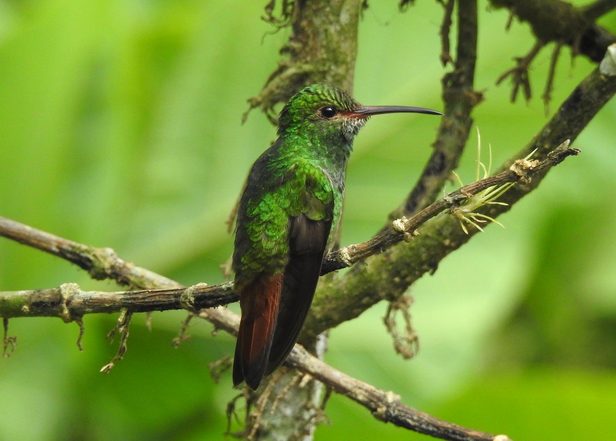 Rufous-tailed Hummingbird - ML151457001