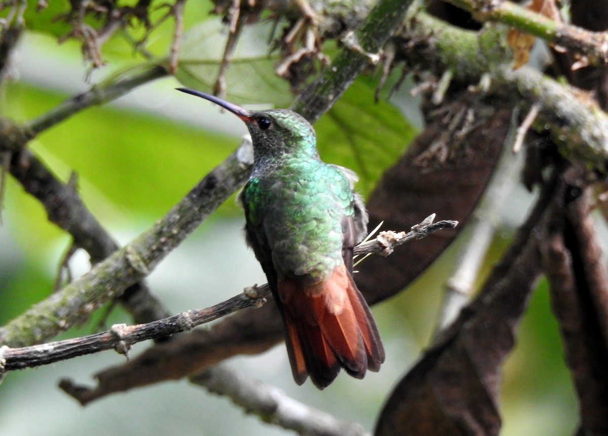 Rufous-tailed Hummingbird - ML151457031