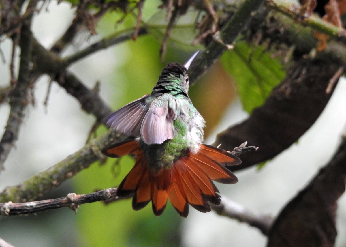 Rufous-tailed Hummingbird - ML151457041