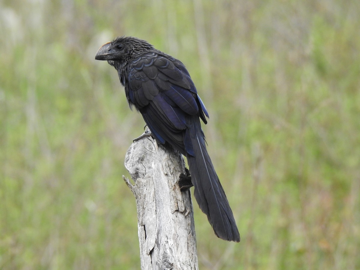 Smooth-billed Ani - ML151457071