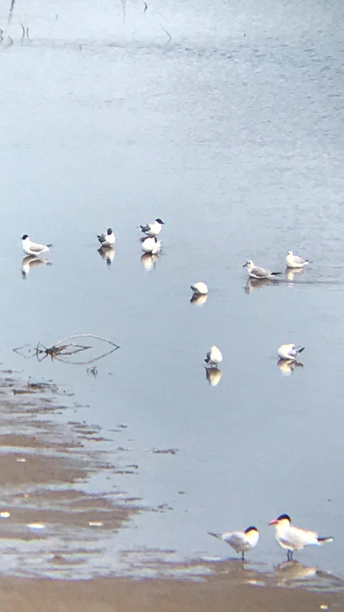 Gaviota de Bonaparte - ML151457391