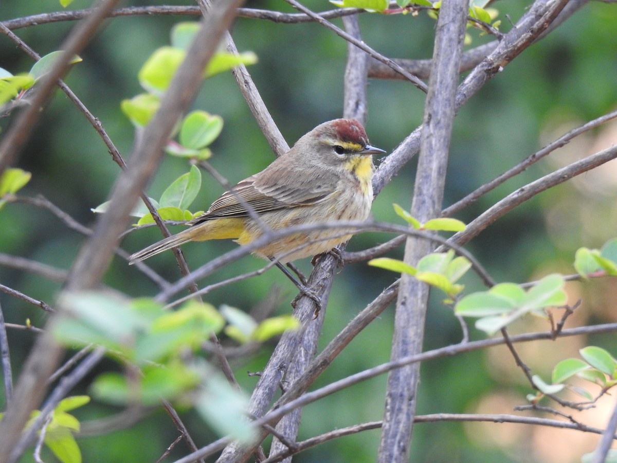 Palm Warbler - Álvaro de las Heras