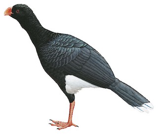 Salvin's Curassow