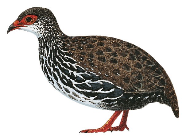 Nahan
