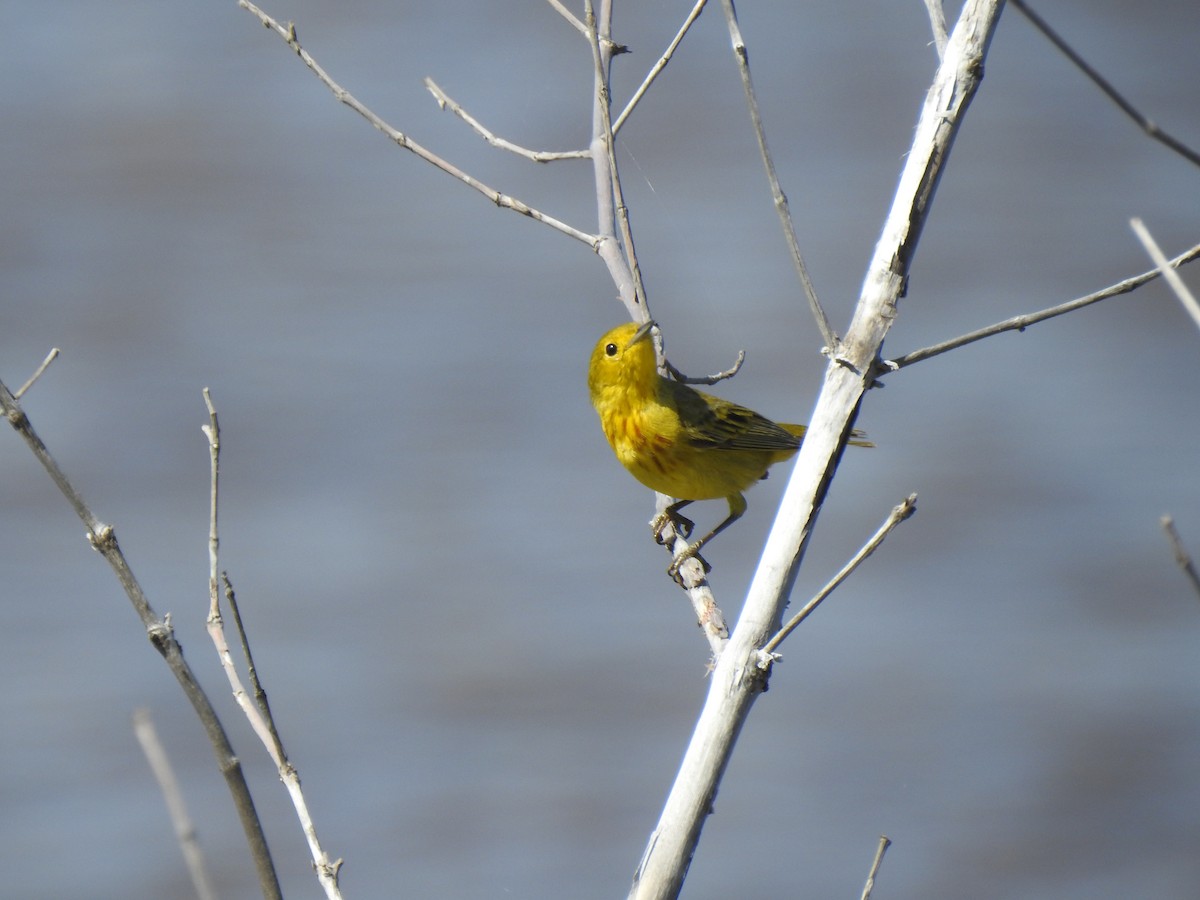 Yellow Warbler - Álvaro de las Heras