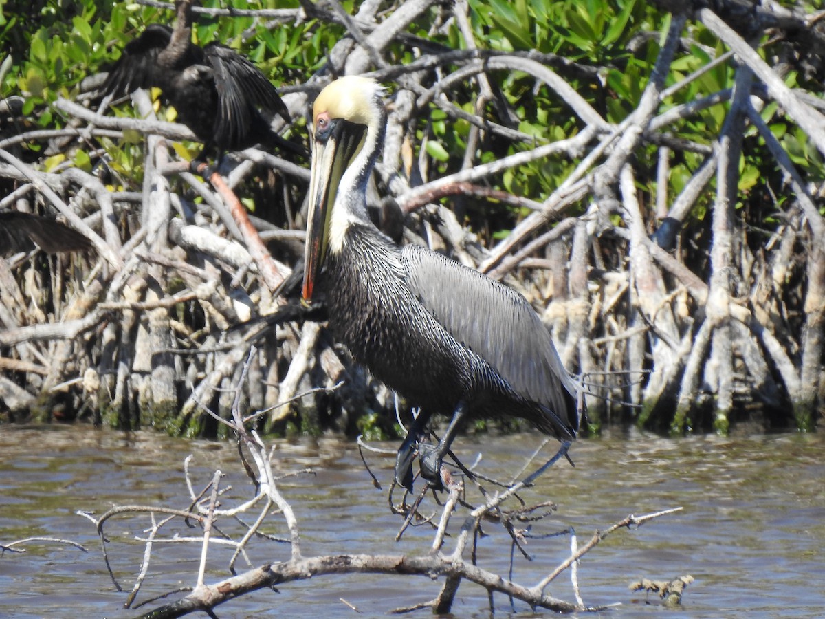 Brown Pelican - Álvaro de las Heras