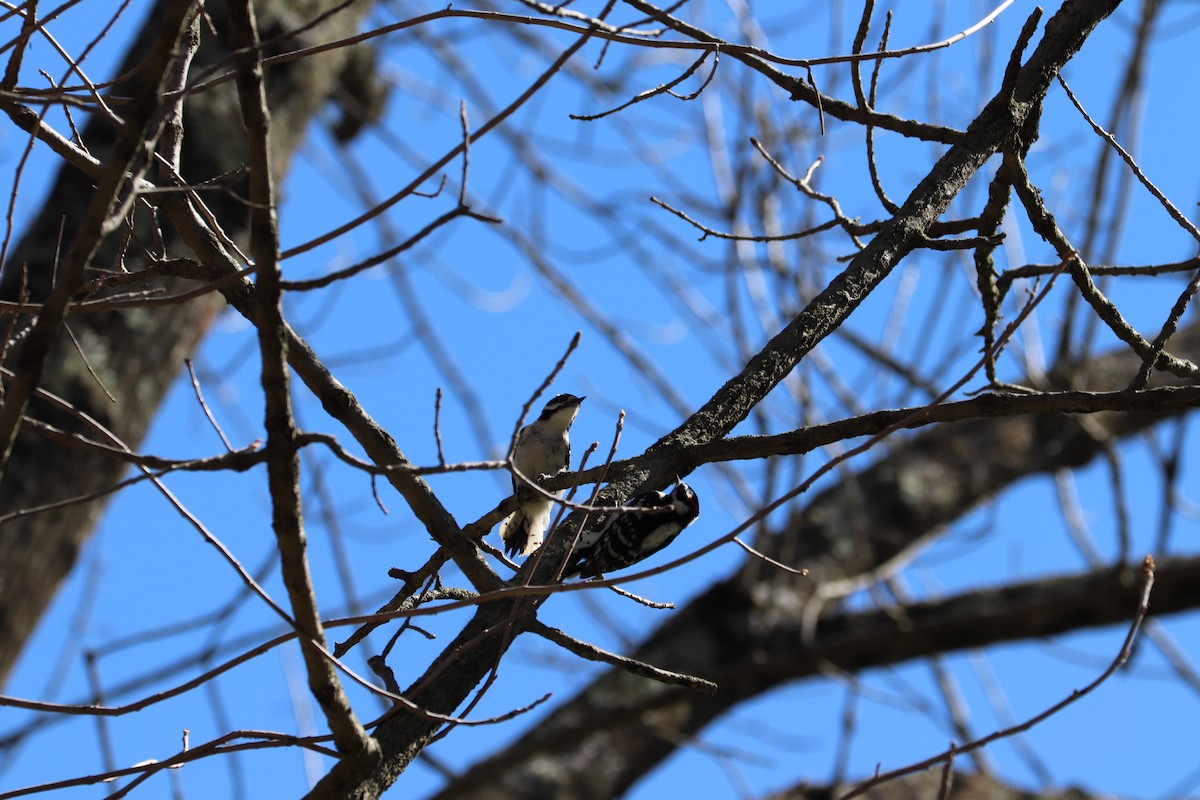 Downy Woodpecker - valerie heemstra