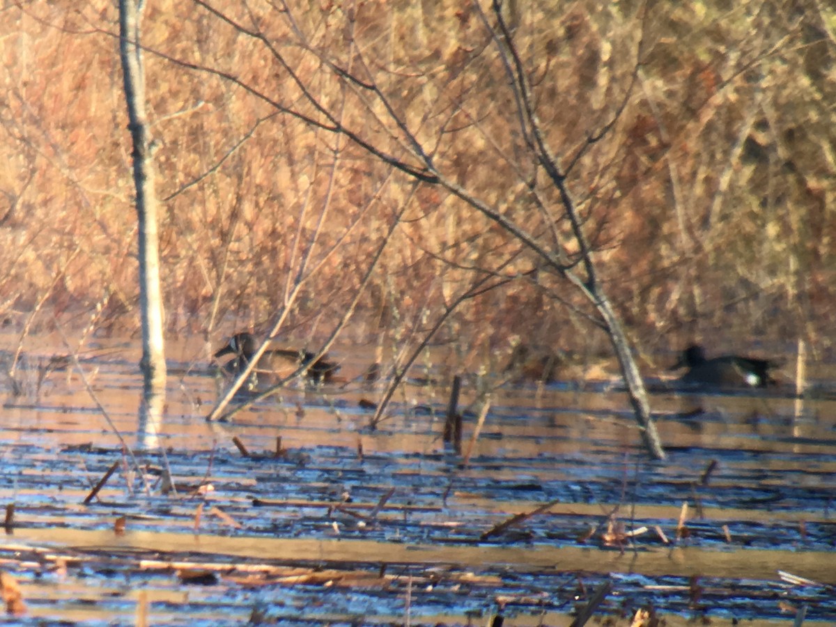 Blue-winged Teal - Larry Therrien