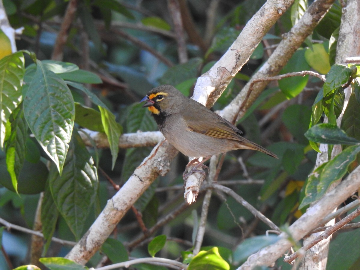 Yellow-faced Grassquit - Álvaro de las Heras