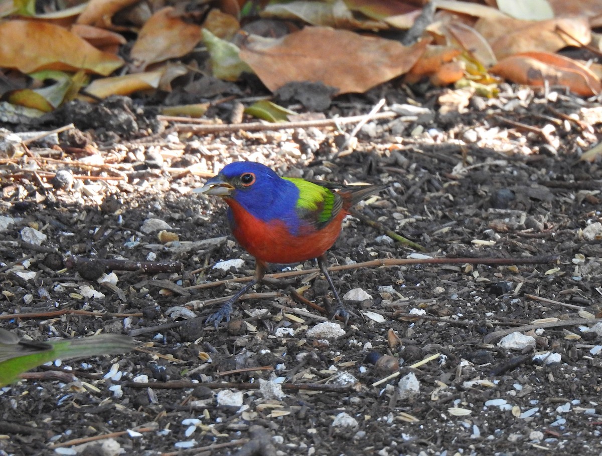 Painted Bunting - Álvaro de las Heras